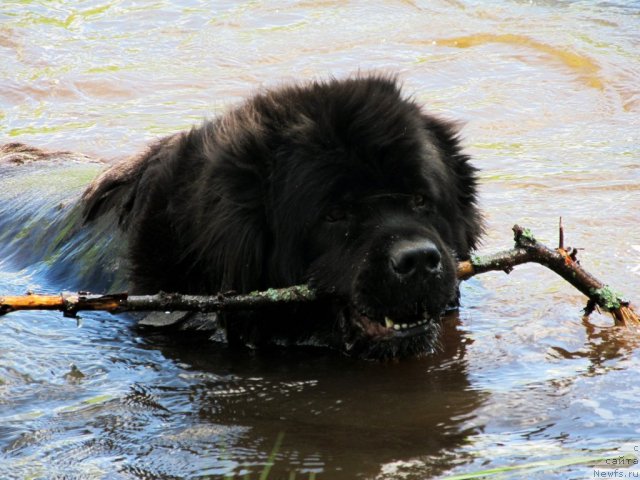 Фотография № 99034