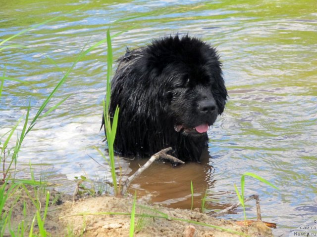 Фотография № 99038