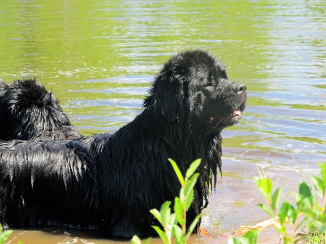 Фотография № 99046