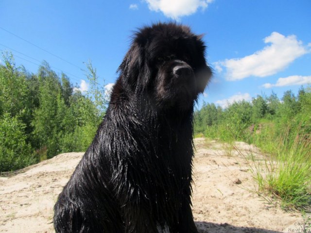 Фотография № 99047