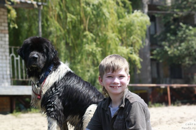 Фото: ньюфаундленд Питерньюф И Дид Ит Агаин (Piternyuf I Did It Again)