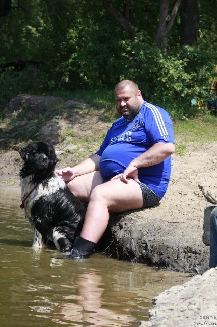 Фото: ньюфаундленд Питерньюф И Дид Ит Агаин (Piternyuf I Did It Again)