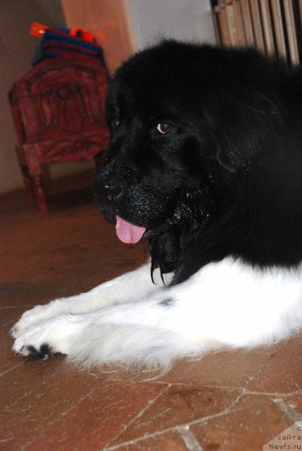 Фото: ньюфаундленд Callistos April Showers