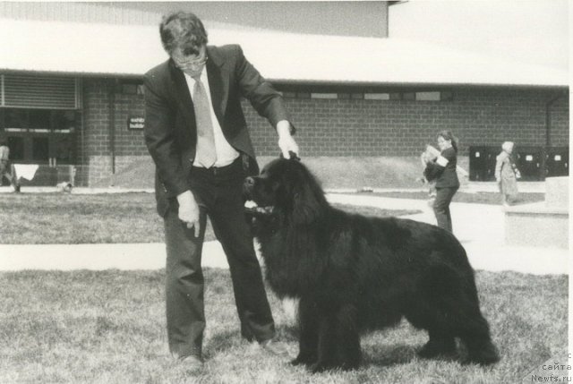 Фото: ньюфаундленд Graniteledges Sweet William