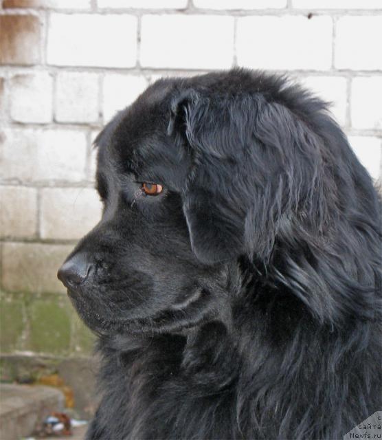 Фото: ньюфаундленд Тайран Алихан