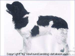 Фото: ньюфаундленд Tallships Skipper of Bearbrook