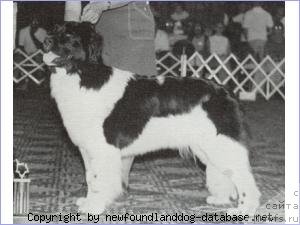 Фото: ньюфаундленд Topmast's Cotton Candy