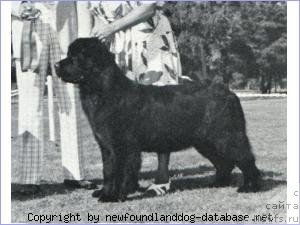 Фото: ньюфаундленд Topmast's John Henry