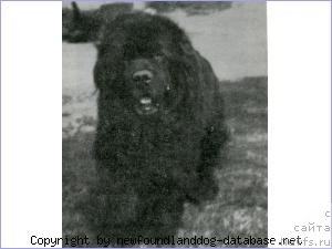 Фото: ньюфаундленд Napanewfs Angus of Kimtale