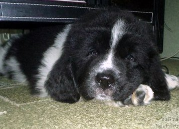 Фото: ньюфаундленд Питерньюф Хубба-Бубба