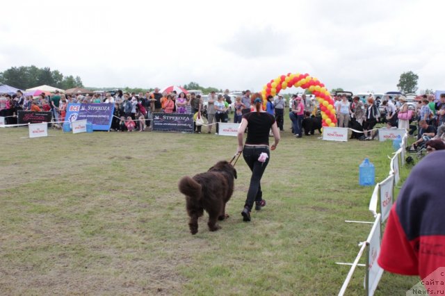 Фото: ньюфаундленд Сэмуэль Морской Принц, Ирина Суровцева