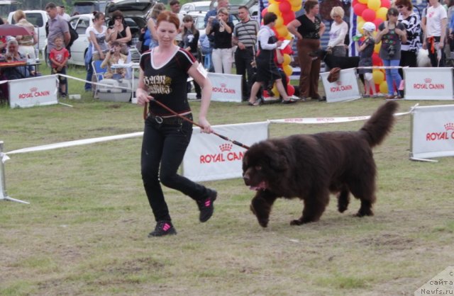 Фото: ньюфаундленд Сэмуэль Морской Принц, Ирина Суровцева