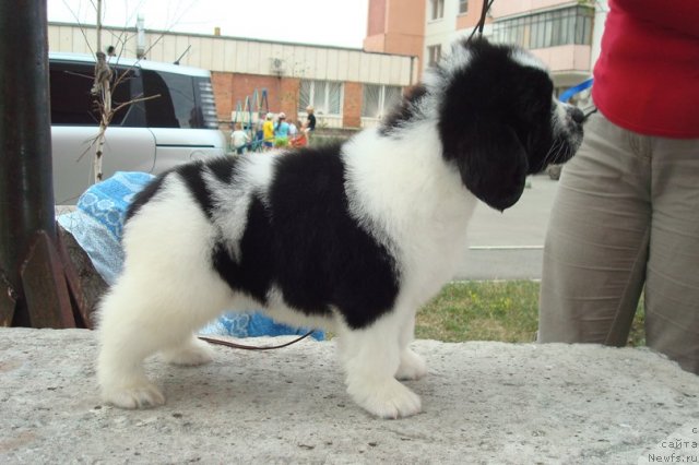 Фото: Щенки, ньюфаундленд Маг Исполин Инфанта (Mag Ispolin Infanta), ньюфаундленд Threeponds Right Way