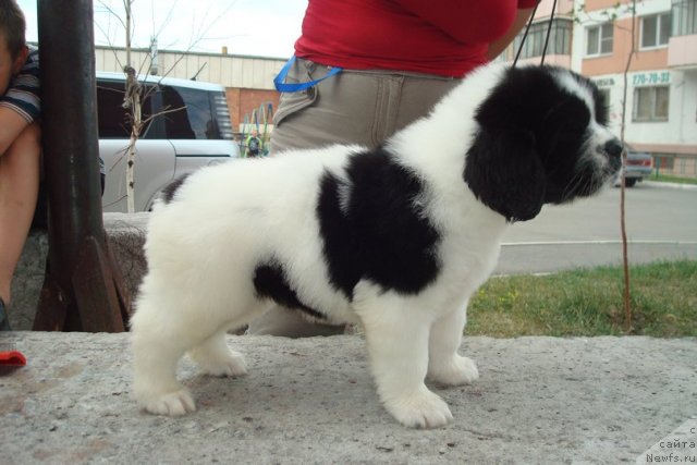 Фотография № 99154