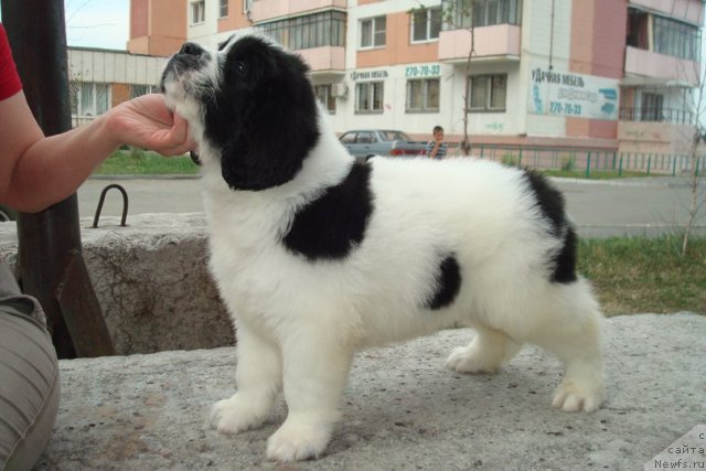 Фотография № 99157