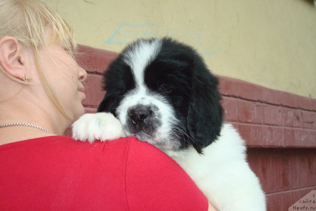 Фотография № 99158