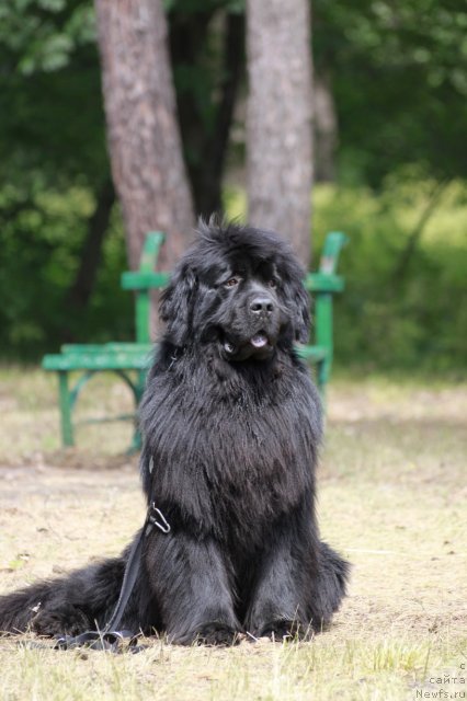 Фото: ньюфаундленд Золотой Талисман Кара Дениз (Zolotoy Talisman Kara Deniz)