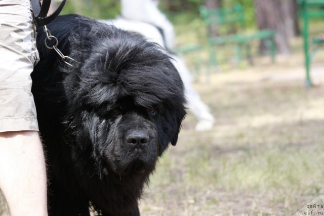 Фото: ньюфаундленд Золотой Талисман Кара Дениз (Zolotoy Talisman Kara Deniz), ньюфаундленд Золотой Талисман Кара Дениз (Zolotoy Talisman Kara Deniz)