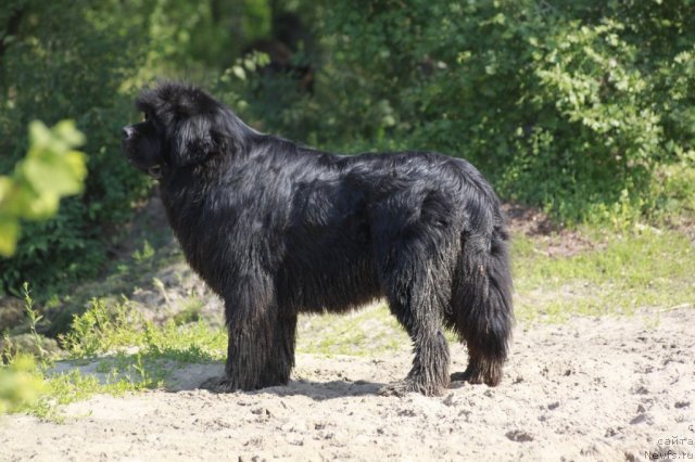 Фото: ньюфаундленд Золотой Талисман Кара Дениз (Zolotoy Talisman Kara Deniz)