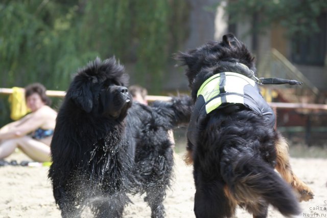 Фото: ньюфаундленд Золотой Талисман Кара Дениз (Zolotoy Talisman Kara Deniz)