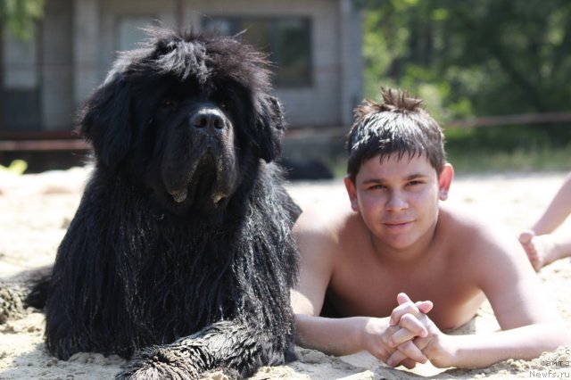 Фото: ньюфаундленд Золотой Талисман Кара Дениз (Zolotoy Talisman Kara Deniz)