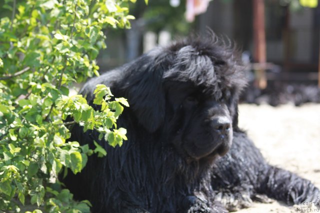 Фото: ньюфаундленд Золотой Талисман Кара Дениз (Zolotoy Talisman Kara Deniz)