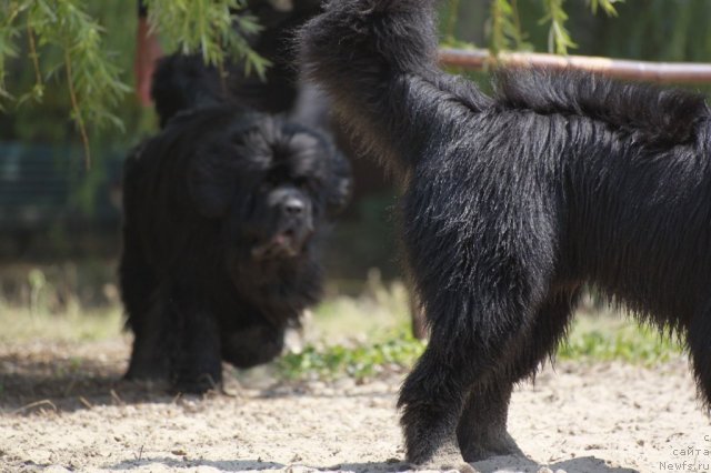 Фото: ньюфаундленд Золотой Талисман Кара Дениз (Zolotoy Talisman Kara Deniz)