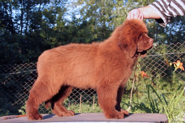 Фотография № 99197