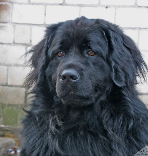 Фото: ньюфаундленд Тайран Алихан