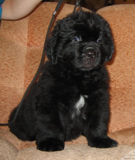 Фото: ньюфаундленд Радомир из Племени Кедра