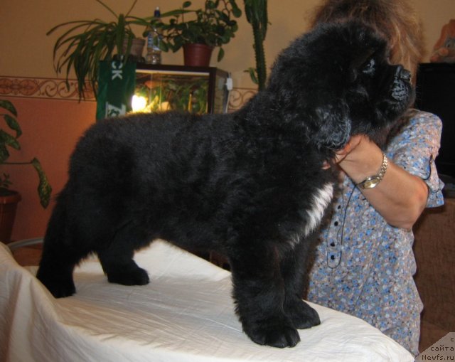 Фото: ньюфаундленд Ратибор из Племени Кедра (Ratibor iz Plemeni Kedra)