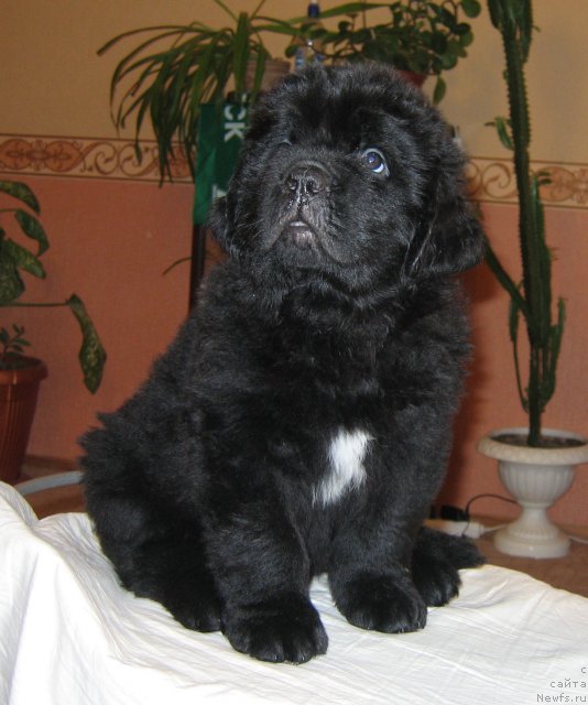 Фото: ньюфаундленд Ратибор из Племени Кедра (Ratibor iz Plemeni Kedra)