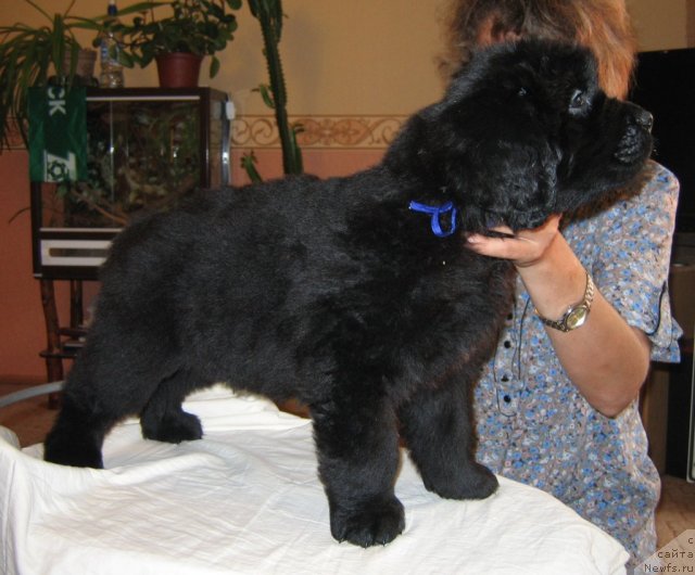 Фото: ньюфаундленд Ратмир из Племени Кедра