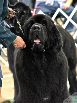 Фотография № 99236