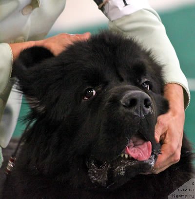 Фотография № 99237