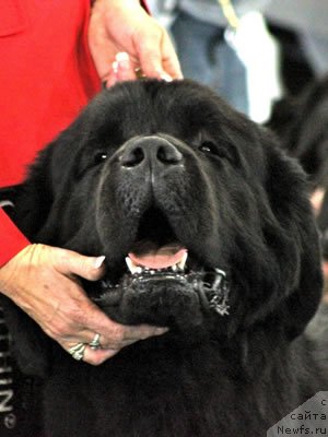 Фотография № 99238