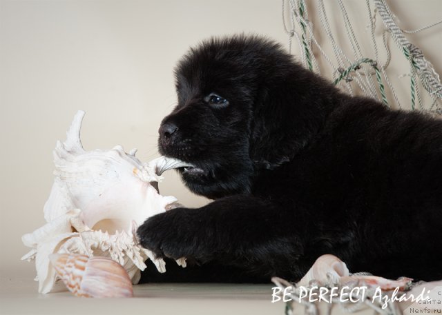 Фото: ньюфаундленд Би Перфект Ажарди