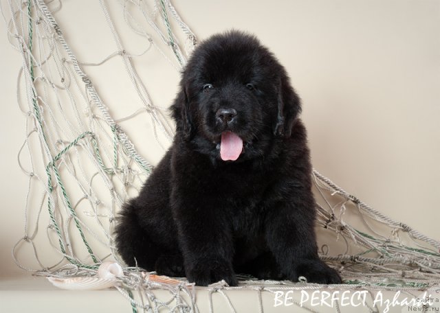 Фото: ньюфаундленд Би Перфект Ажарди