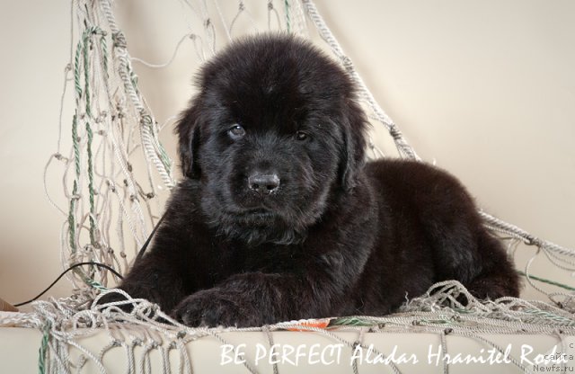 Фото: ньюфаундленд Би Перфект Аладар Хранитель Рода