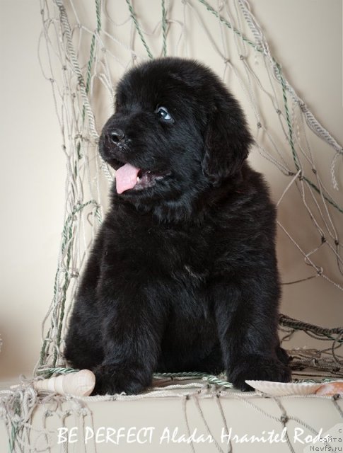 Фото: ньюфаундленд Би Перфект Аладар Хранитель Рода