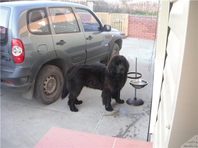 Фото: ньюфаундленд Кумир Сибири от Марлеон Дусвик