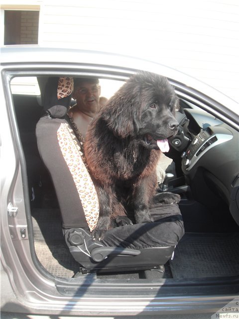 Фото: ньюфаундленд Кумир Сибири от Марлеон Дусвик