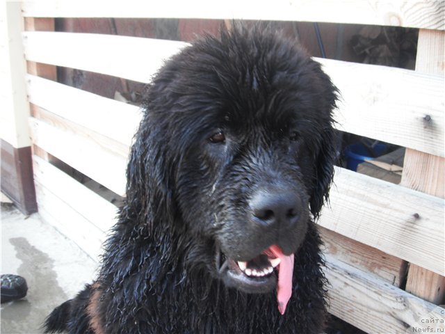 Фото: ньюфаундленд Кумир Сибири от Марлеон Дусвик