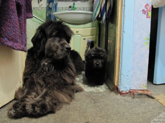 Фото: ньюфаундленд Дюрбахлер Клаб Альфаретта Виньетта, ньюфаундленд Мелти Вейв Марин Тифея (Melty Wave Marine Tifeya)