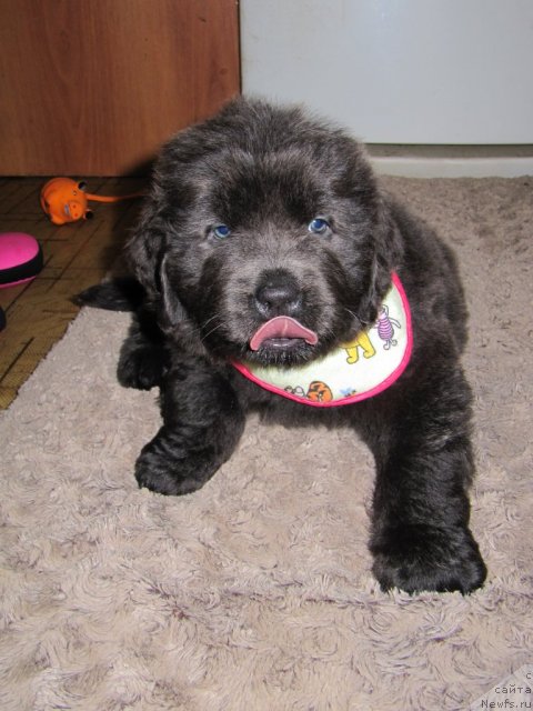 Фото: ньюфаундленд Мелти Вейв Марин Тифея (Melty Wave Marine Tifeya)