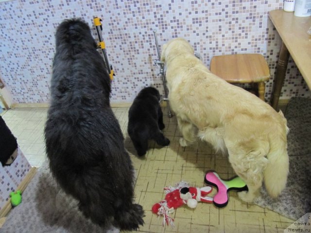 Фото: ньюфаундленд Дюрбахлер Клаб Альфаретта Виньетта, ньюфаундленд Мелти Вейв Марин Тифея (Melty Wave Marine Tifeya)