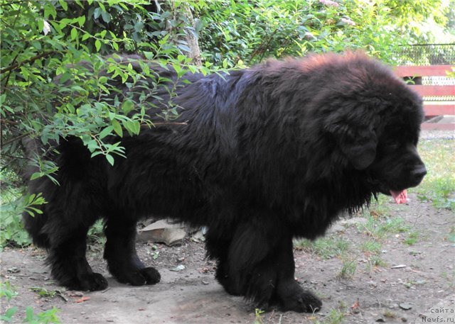 Фото: ньюфаундленд Ярослава Большая Медведица