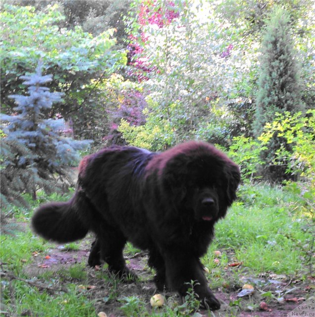 Фото: ньюфаундленд Ярослава Большая Медведица