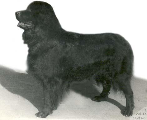 Фото: ньюфаундленд Фредди Бей