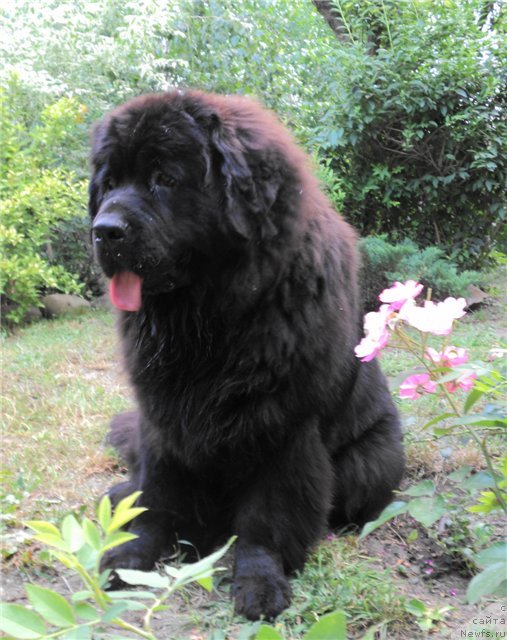 Фото: ньюфаундленд Ярослава Большая Медведица